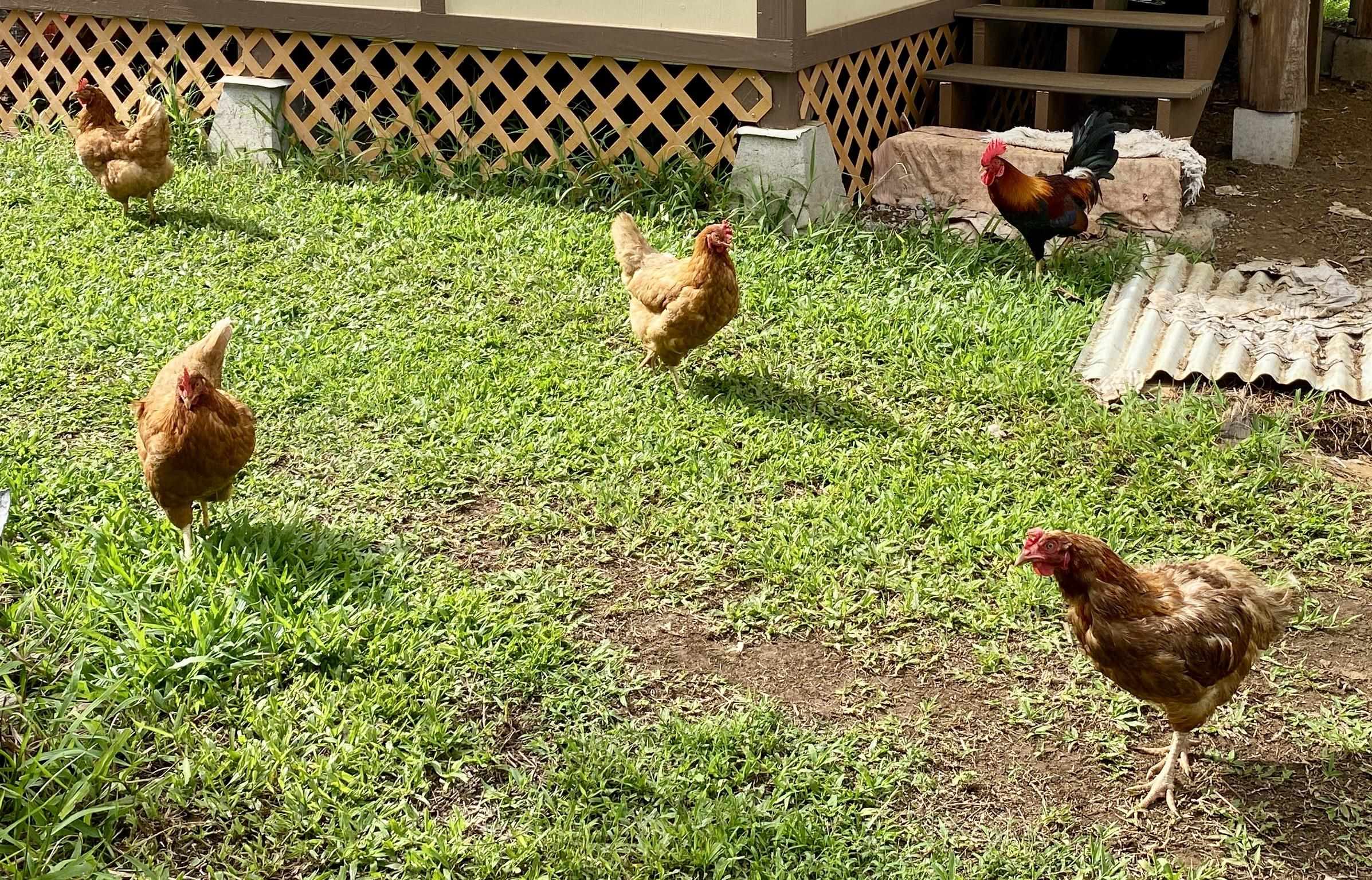 700 Honopou Road, Unit 700 HONOPOU RD Haiku, HI 96708 - Photo 45 of 50 a backyard of a house with lots of green space