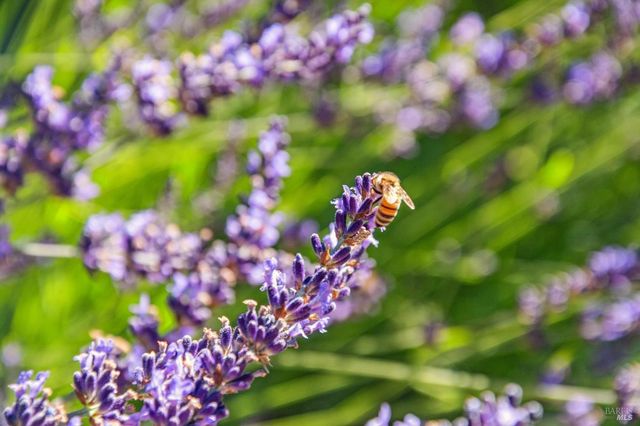 $1,548,999 | 38 Meernaa Avenue, Fairfax, CA 94930