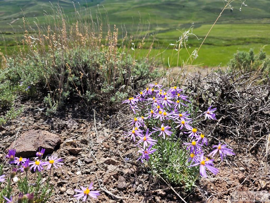Lot 10 Dry Fork Road Moore, ID 83255 - Photo 22 of 48