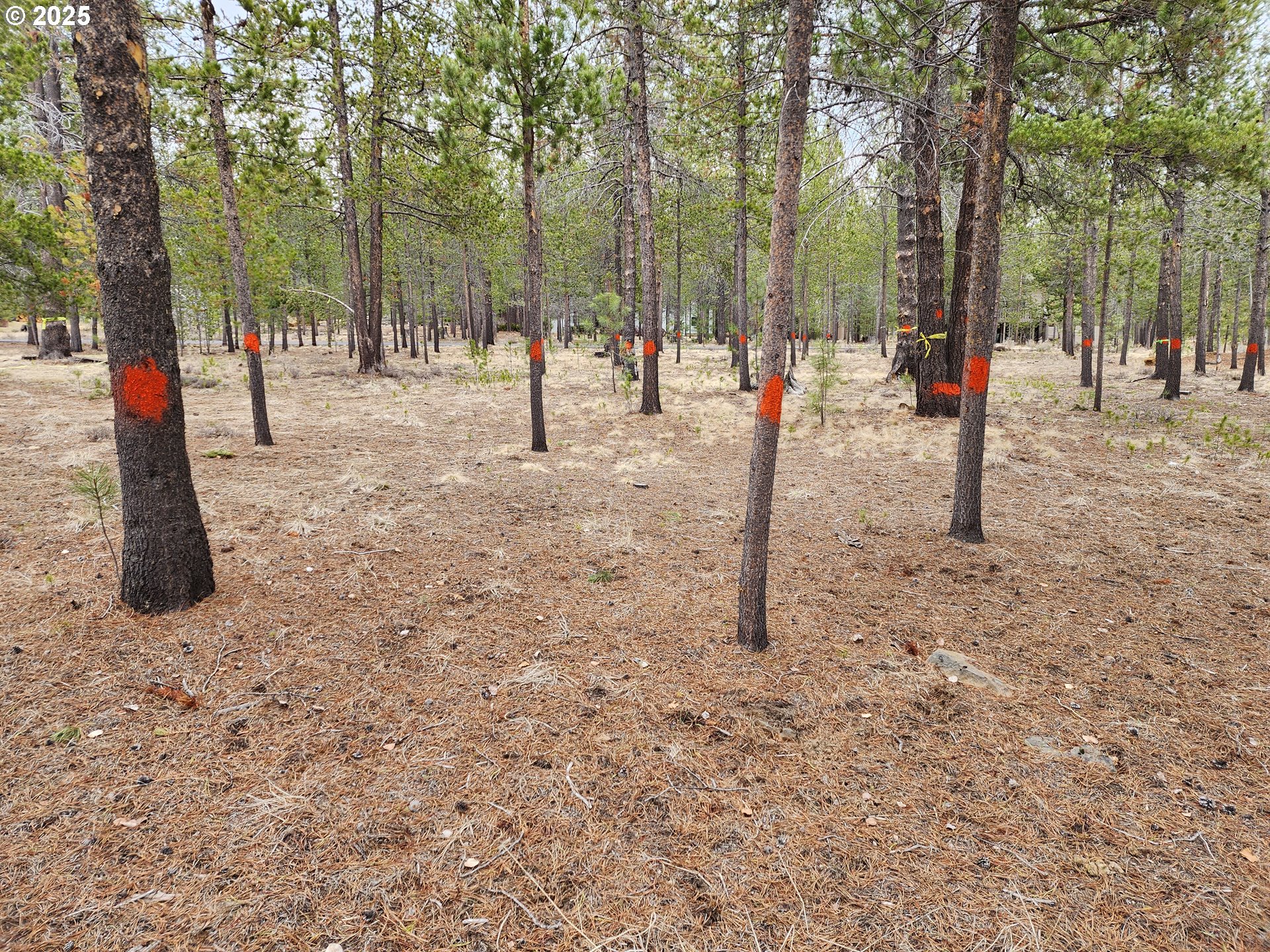 57626 Cultus Lane Sunriver, OR 97707 - Photo 6 of 10 a view of street with trees