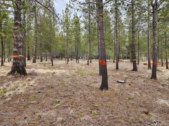 a childrens park with lots of trees