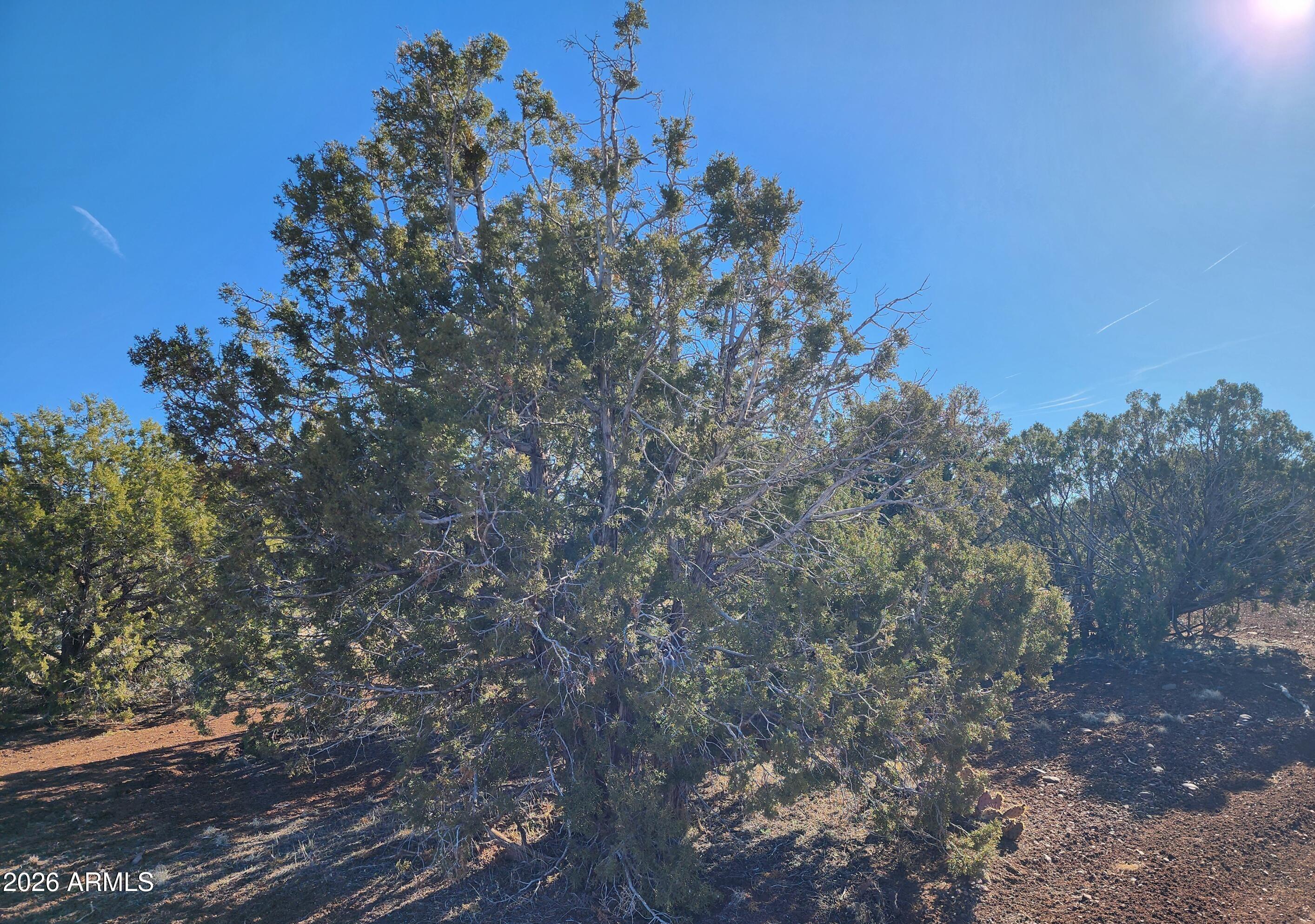 2 County Road Concho, AZ 85924 - Photo 10 of 10 2 County Rd N8715