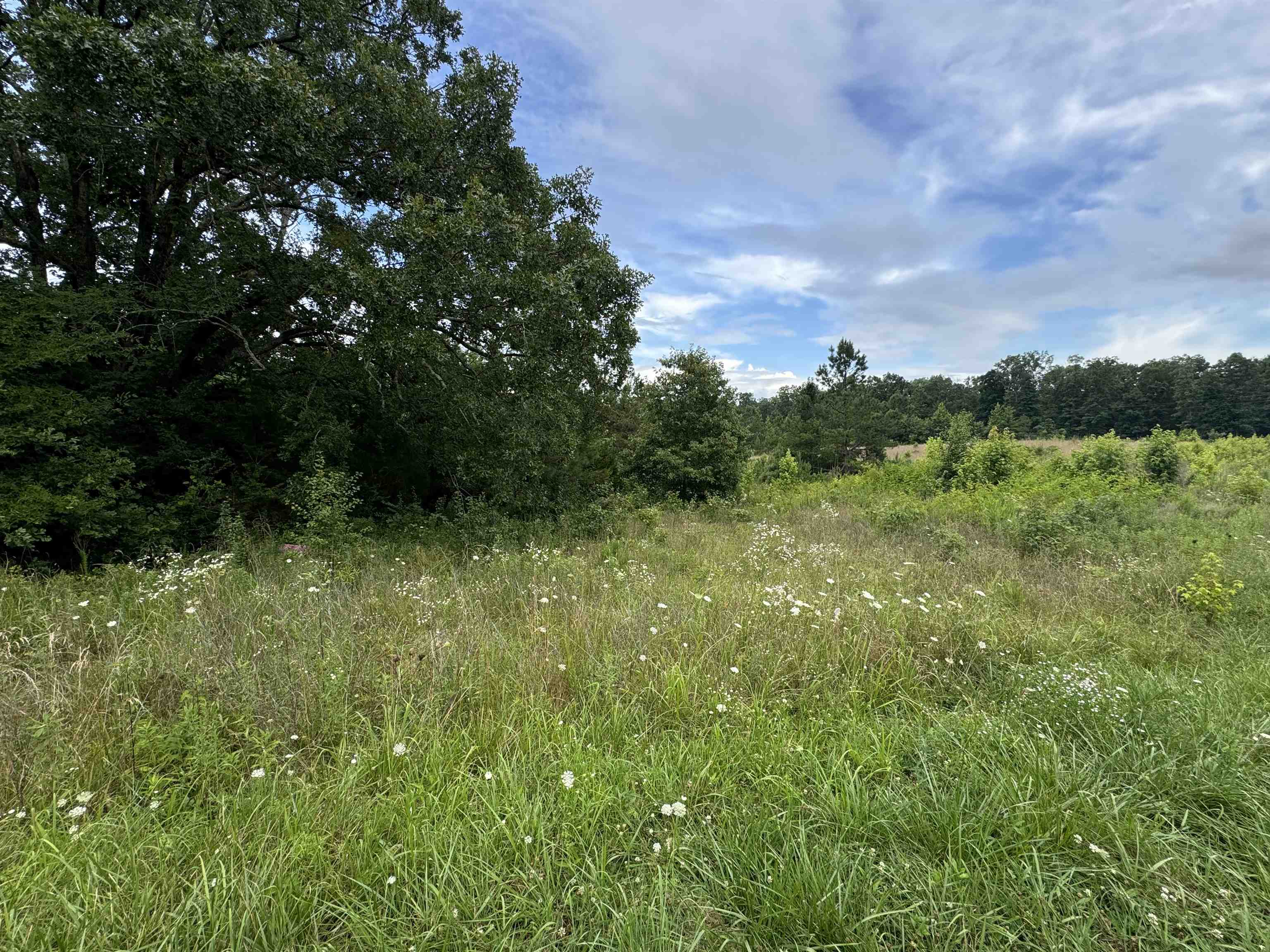 0 Milam Road Finger, TN 38334 - Photo 5 of 13 a view of a lush green space