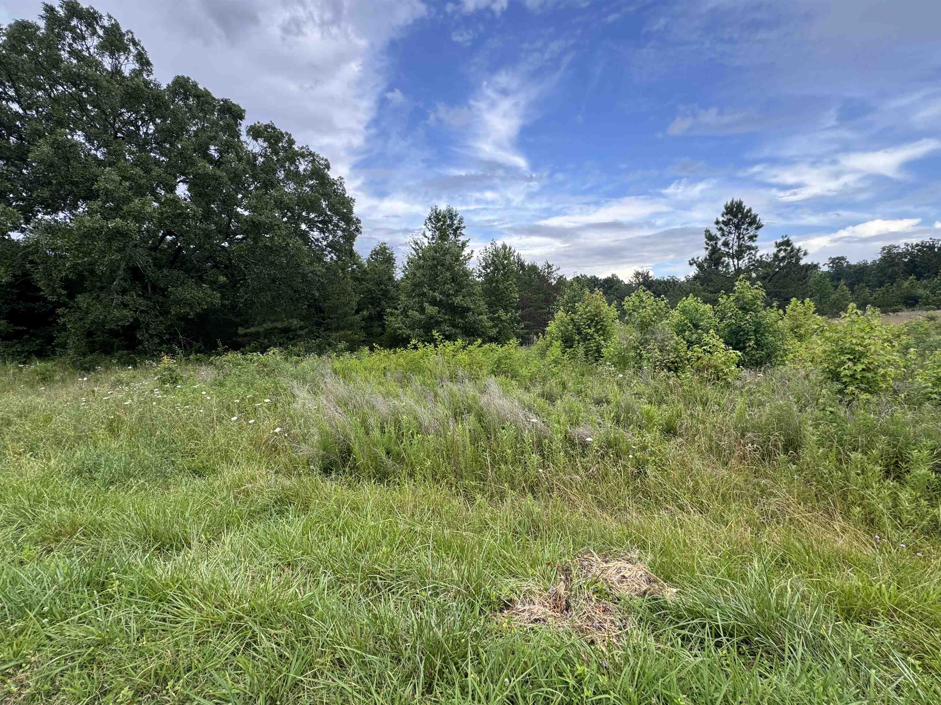 0 Milam Road Finger, TN 38334 - Photo 8 of 13 a view of a garden