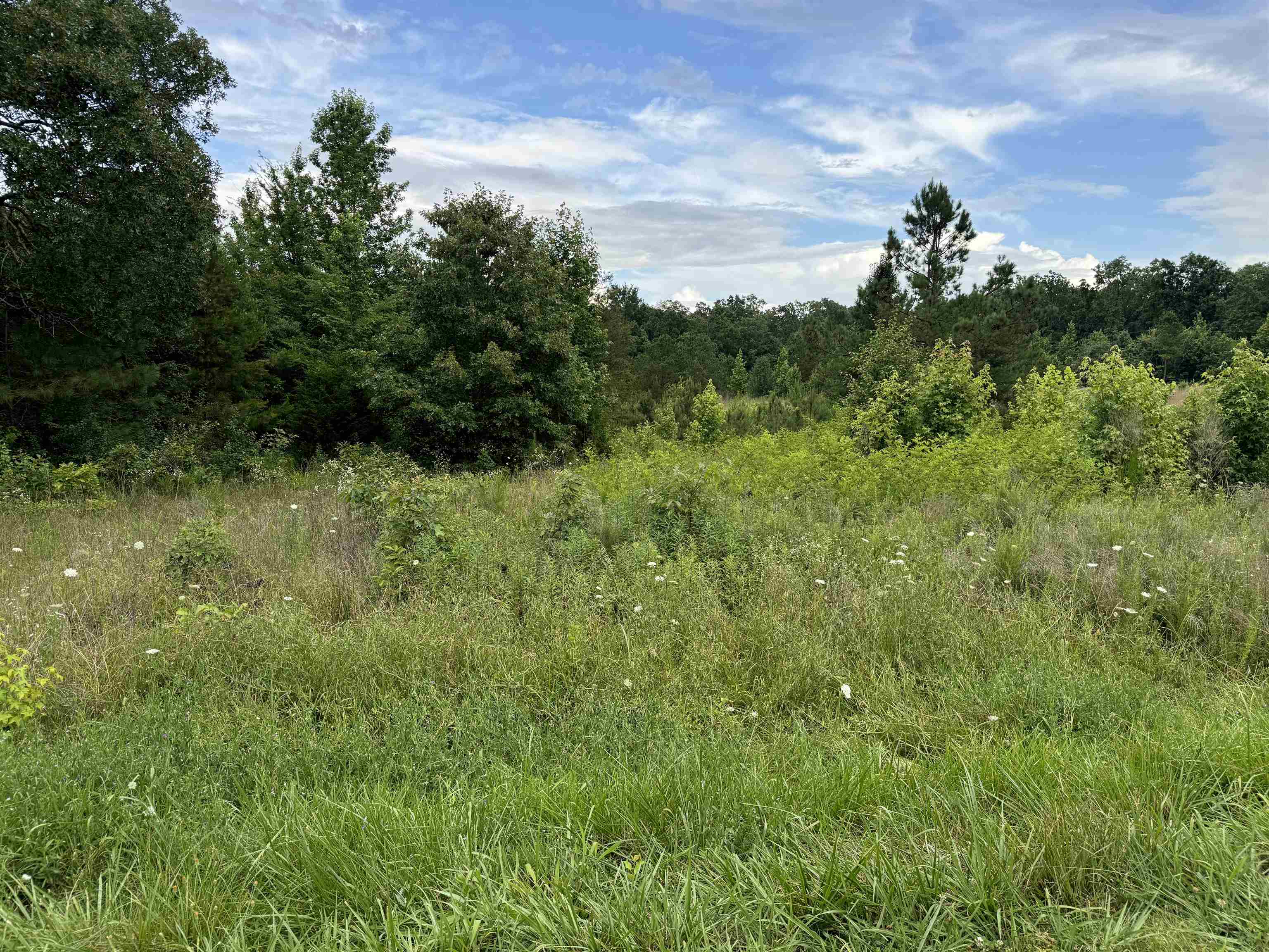 0 Milam Road Finger, TN 38334 - Photo 10 of 13 a backyard of a house with lots of green space