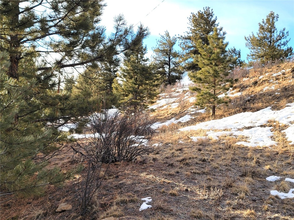 337 Redhill Road Fairplay, CO 80440 - Photo 14 of 32 a view of tree