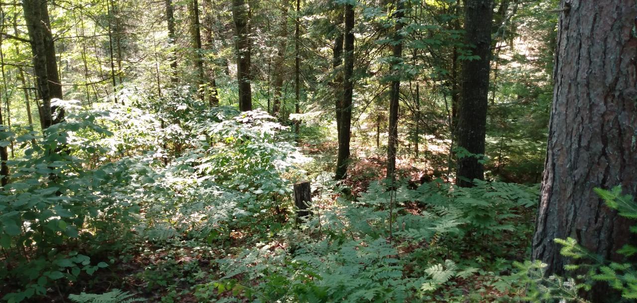 Lot 20 Camp Nokomis Road Mercer, WI 54547 - Photo 11 of 11 Gallery Image 11