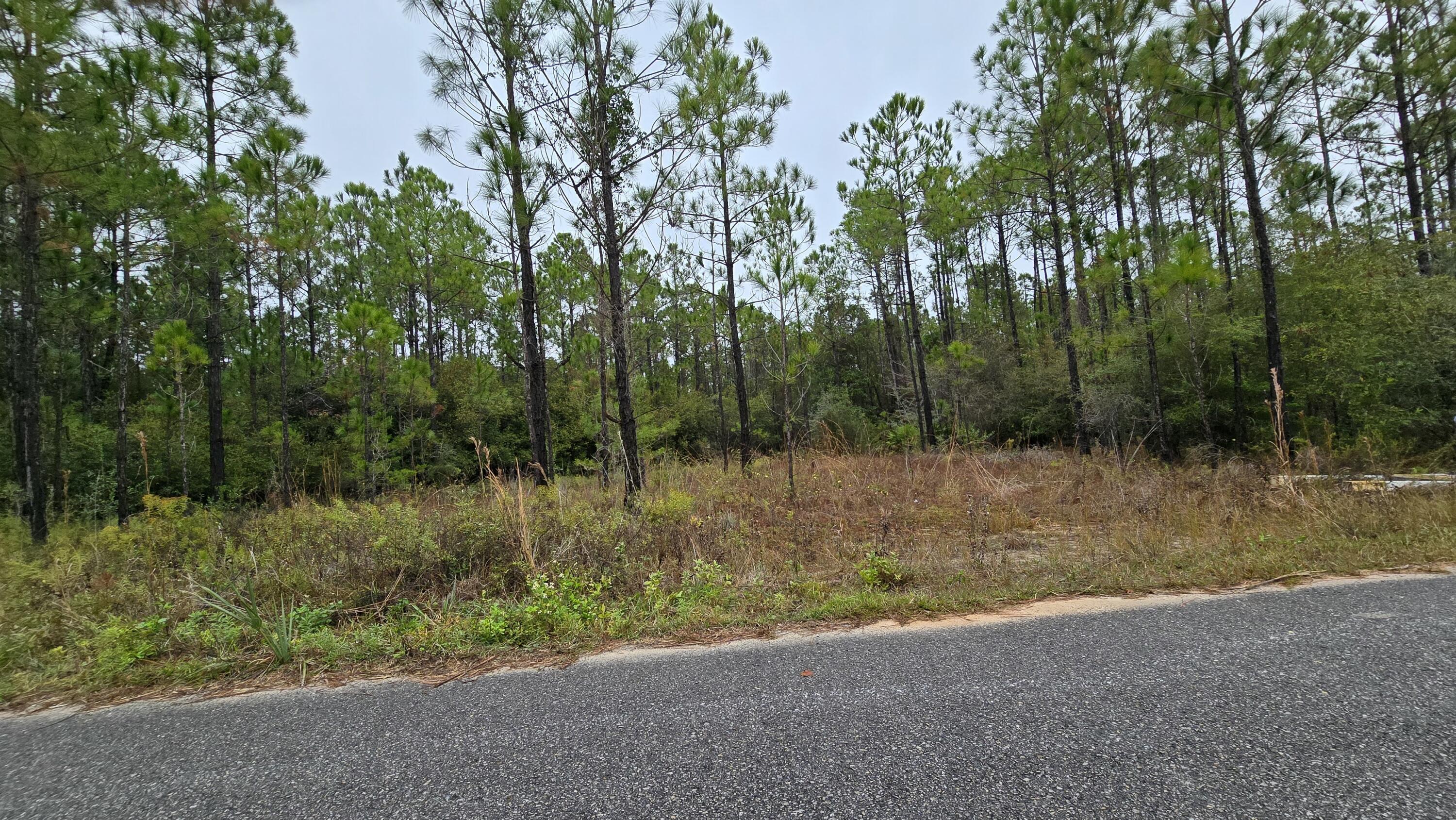 Lot 23 Madie Lane Santa Rosa Beach, FL 32459 - Photo 2 of 7 a view of a forest filled with trees