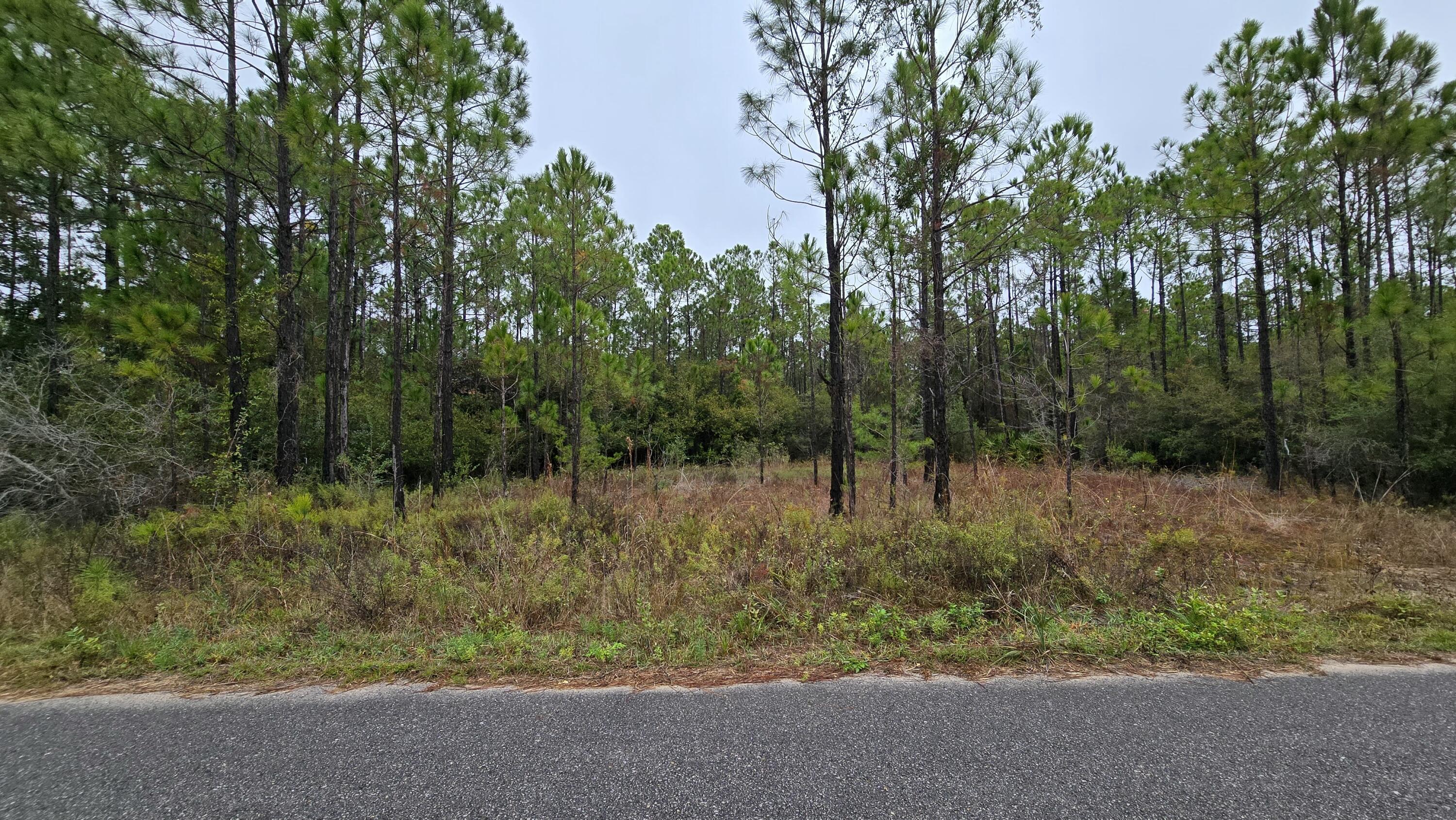 Lot 23 Madie Lane Santa Rosa Beach, FL 32459 - Photo 4 of 7 a view of a forest filled with trees