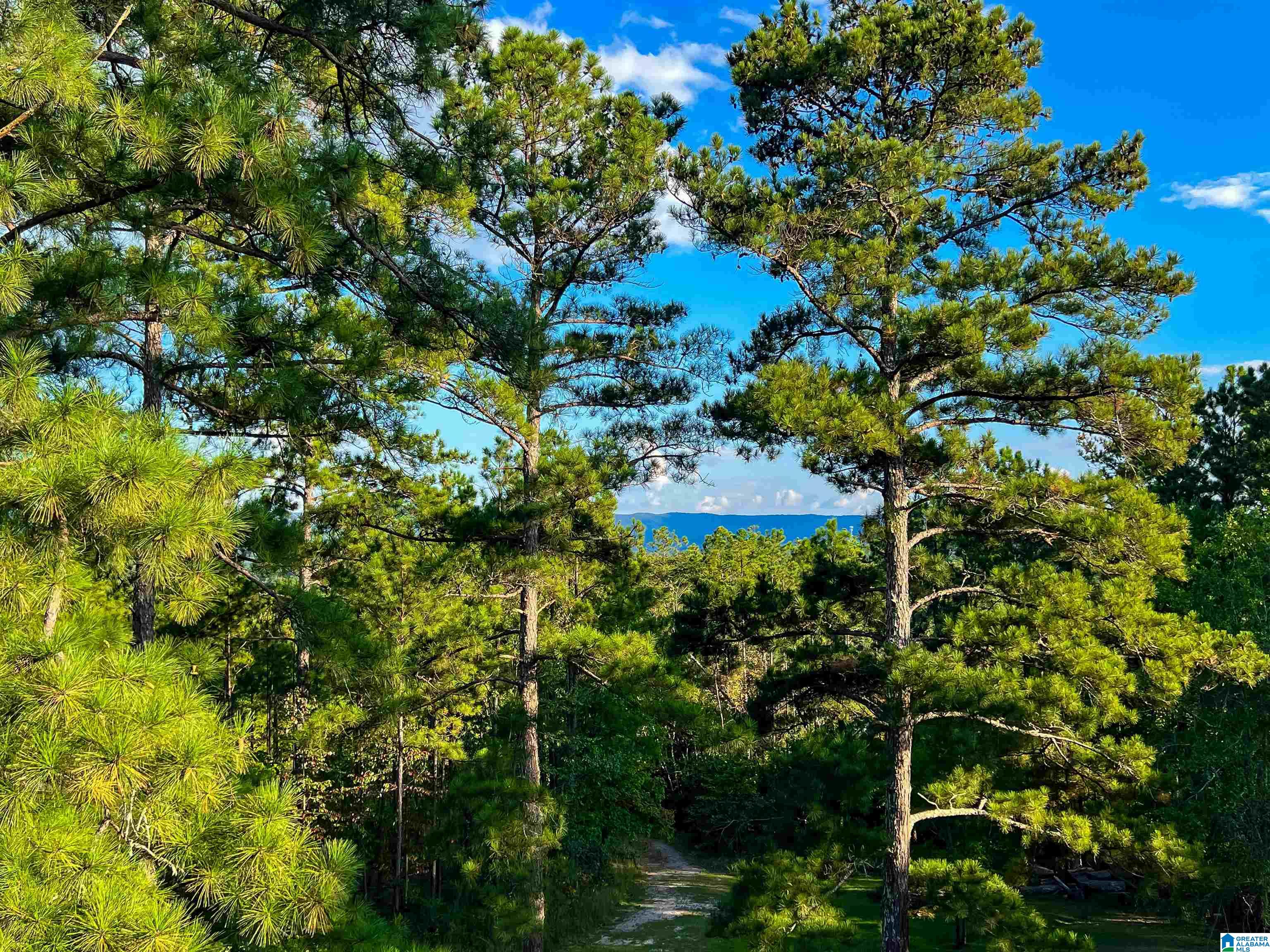 201 Cave Hill Road Weaver, AL 36277 - Photo 50 of 78