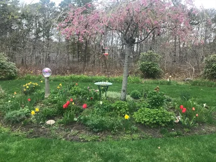 a view of a tree with a yard