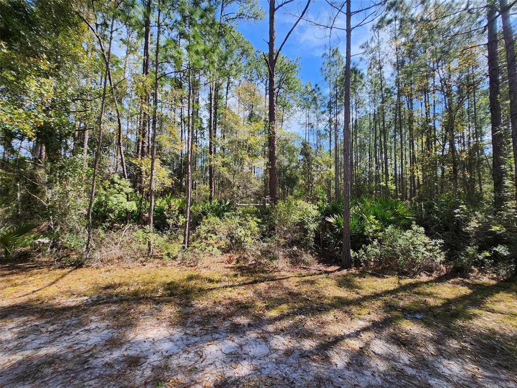 114 Mosswood Street Georgetown, FL 32139 - Photo 3 of 6