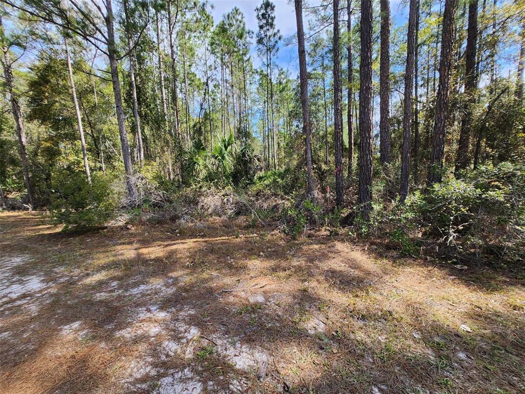 114 Mosswood Street Georgetown, FL 32139 - Photo 6 of 6