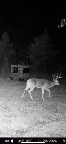 $249,900 | 1579 Avinger Tx 75630, Avinger, TX 75630