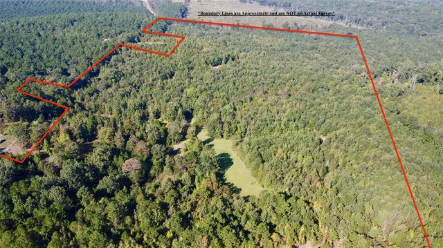 a close up of a plant