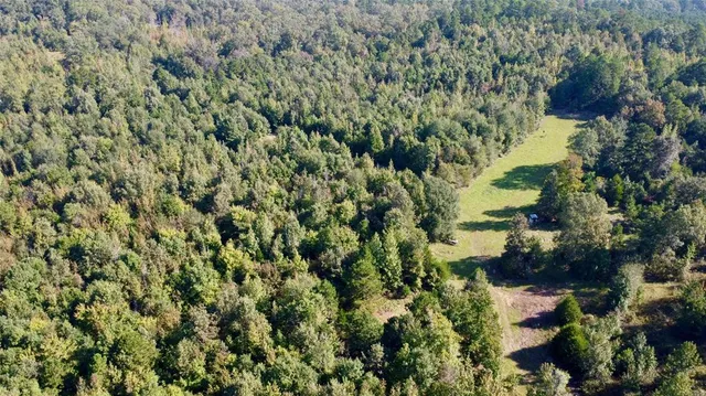 a view of a forest with a tree