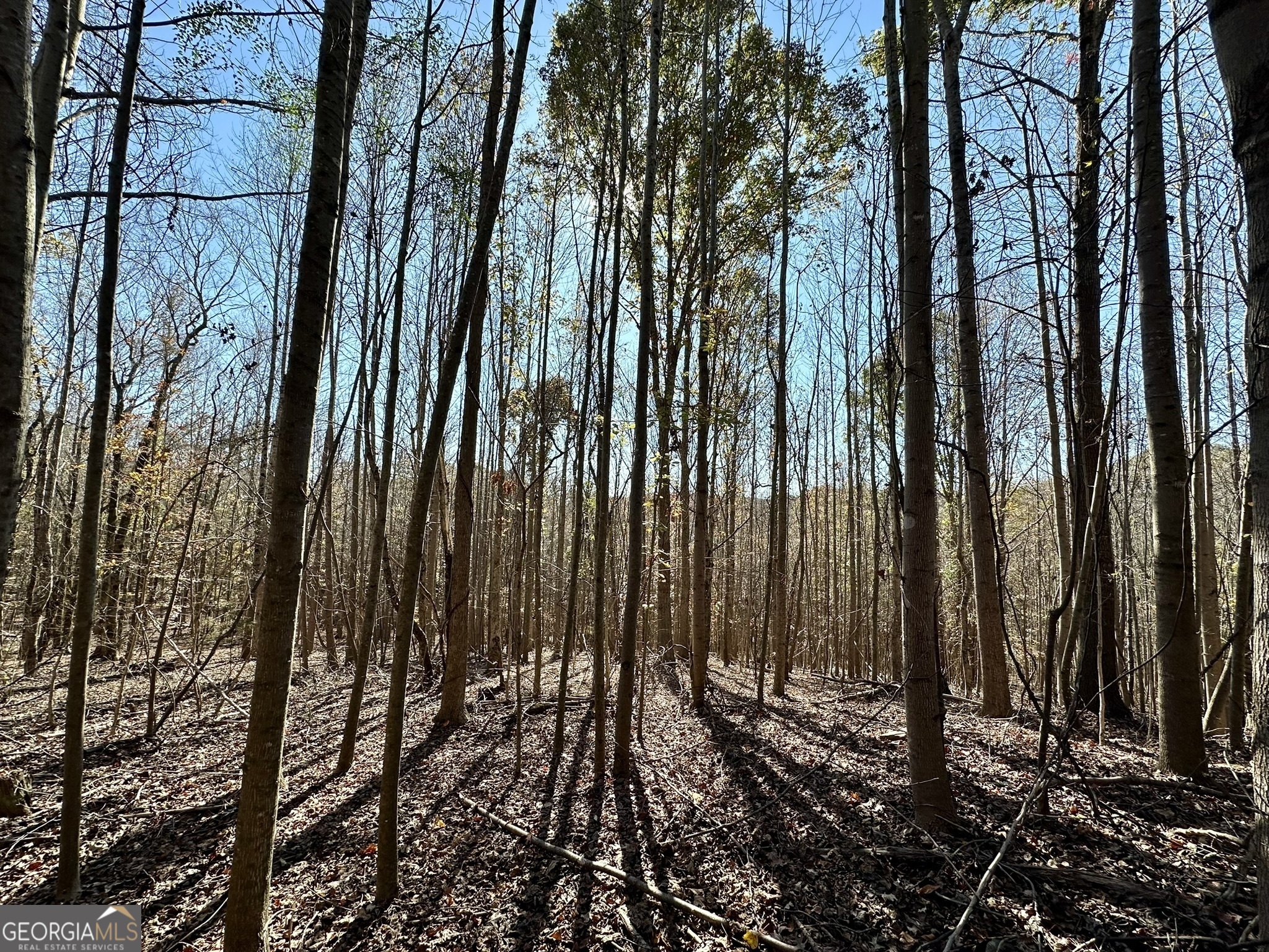 0 Sheep Pasture Road Commerce, GA 30529 - Photo 29 of 33 a view of a backyard of the house