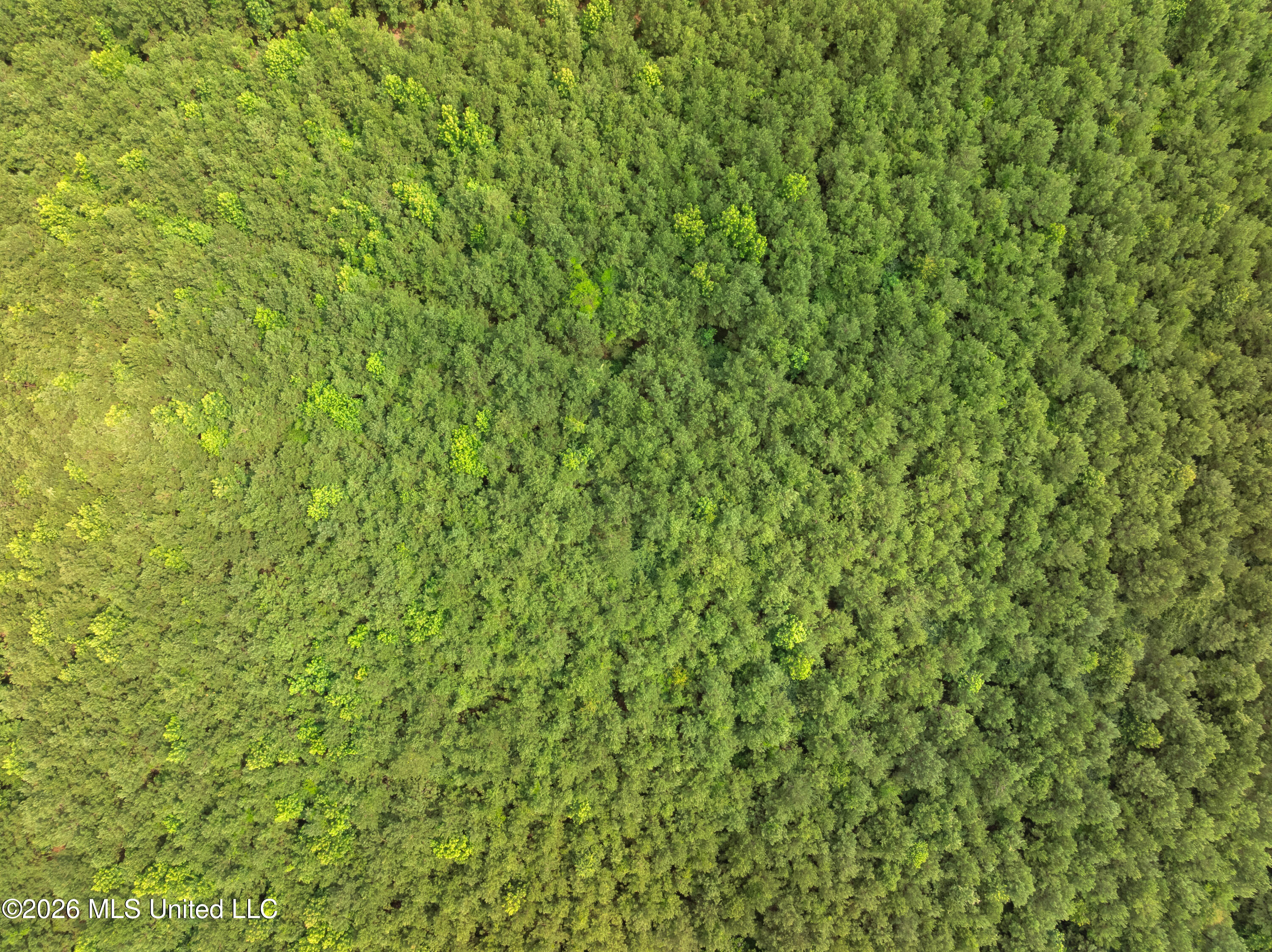 232 Knoxo Columbia Road Tylertown, MS 39667 - Photo 105 of 120 232_Knoxo_Columbia_Rd-104