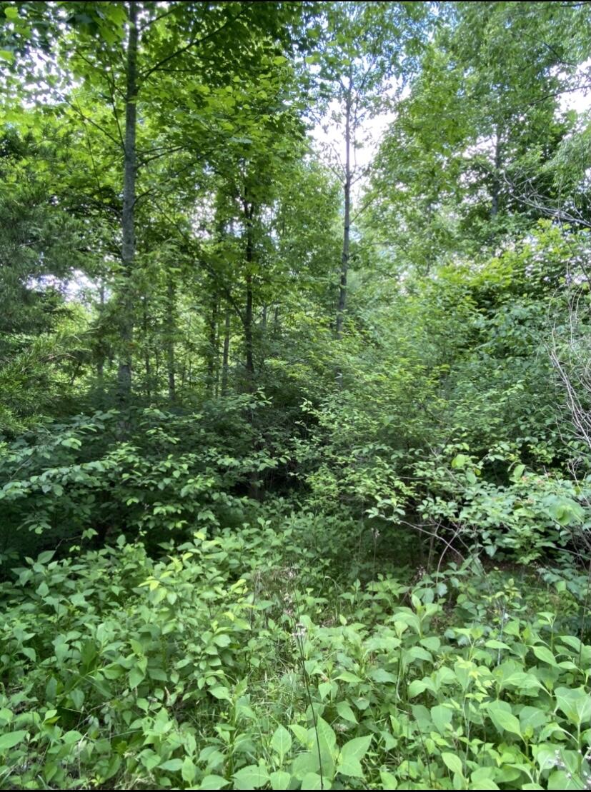 Tbd Norris Road, Unit 67 Butler, TN 37640 - Photo 8 of 12 Wooded