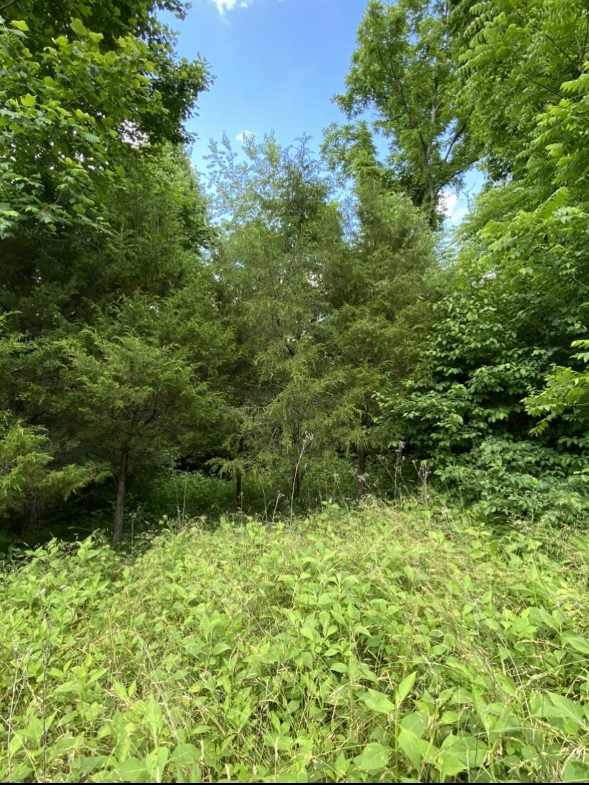 Tbd Norris Road, Unit 67 Butler, TN 37640 - Photo 9 of 12 Side of Lot 6