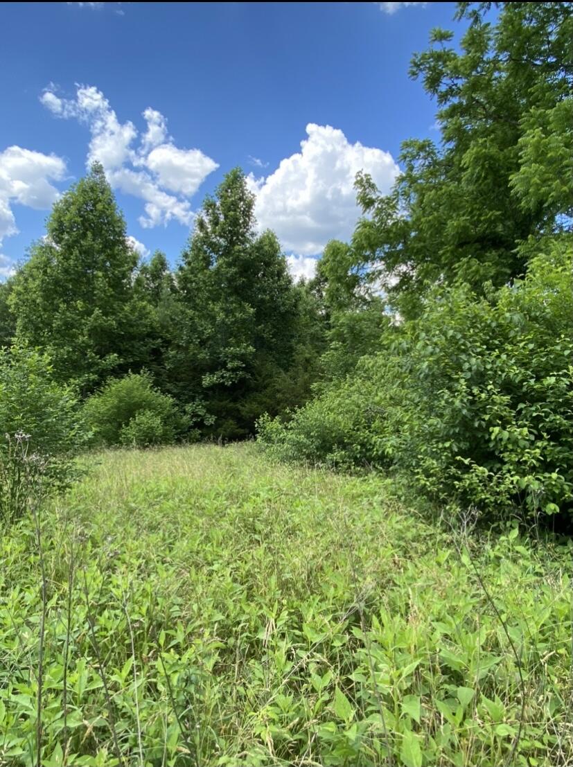 Tbd Norris Road, Unit 67 Butler, TN 37640 - Photo 10 of 12 Side of Lot 6