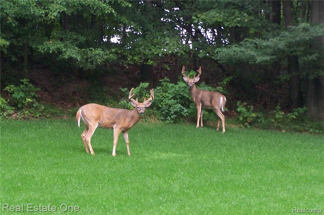 1016 West Snell Road Rochester, MI 48306 - Photo 39 of 43 37.JPG