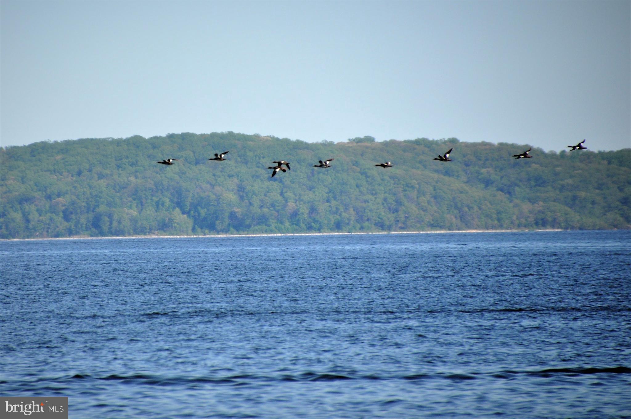 406 Bold Ruler Court, Unit 207 Havre de Grace, MD 21078 - Photo 50 of 57 a view of a field with large trees