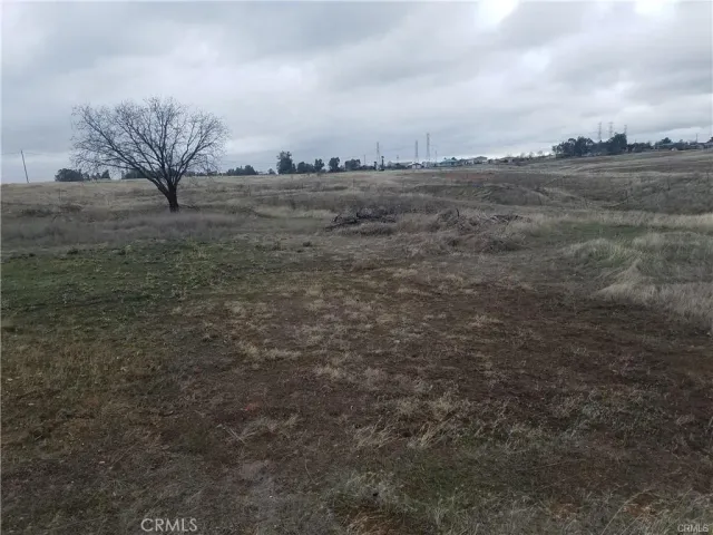 a view of a dry yard with trees