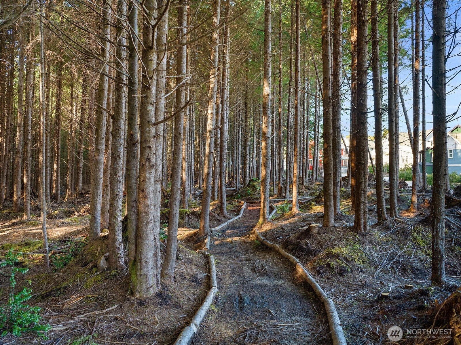 417 East Compass Street Pacific Beach, WA 98571 - Photo 25 of 40 a view of backyard with tub and trees