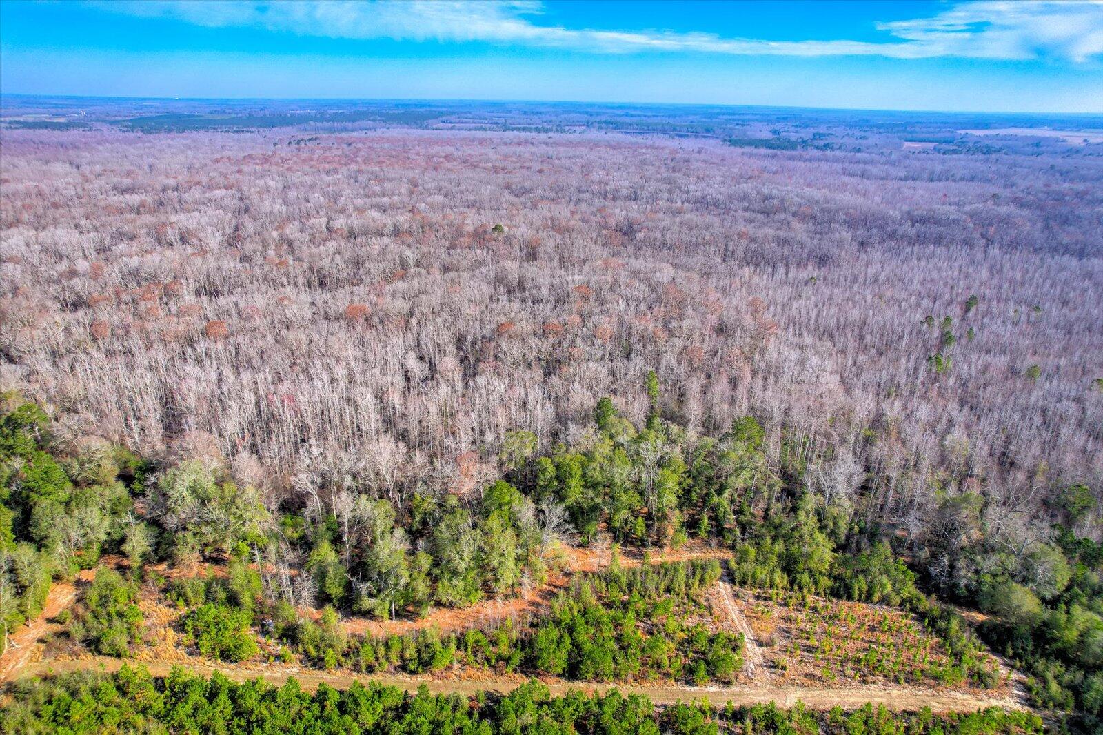 1114 Lott Bluff Road Blackville, SC 29817 - Photo 76 of 164