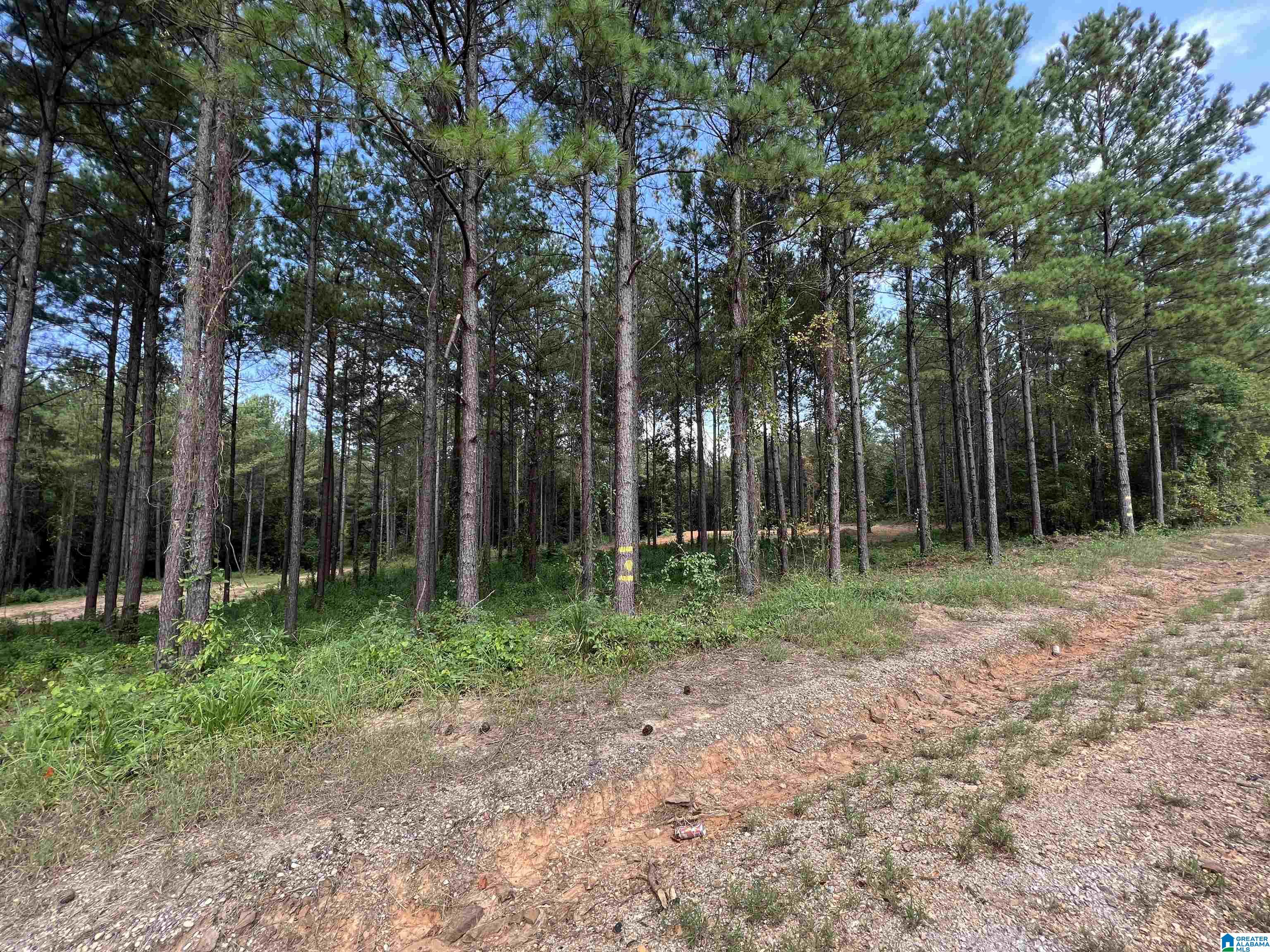 0 Bama Rock Garden Road Cottondale, AL 35453 - Photo 11 of 11