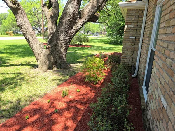 a view of a yard with plants and a large tree