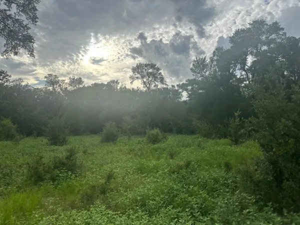 a view of a yard