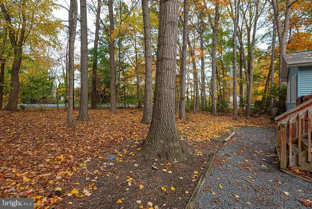 a view of a yard with trees