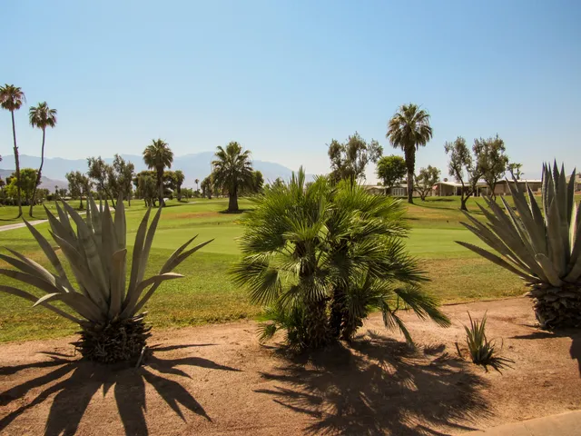 a view of a palm trees in a yard