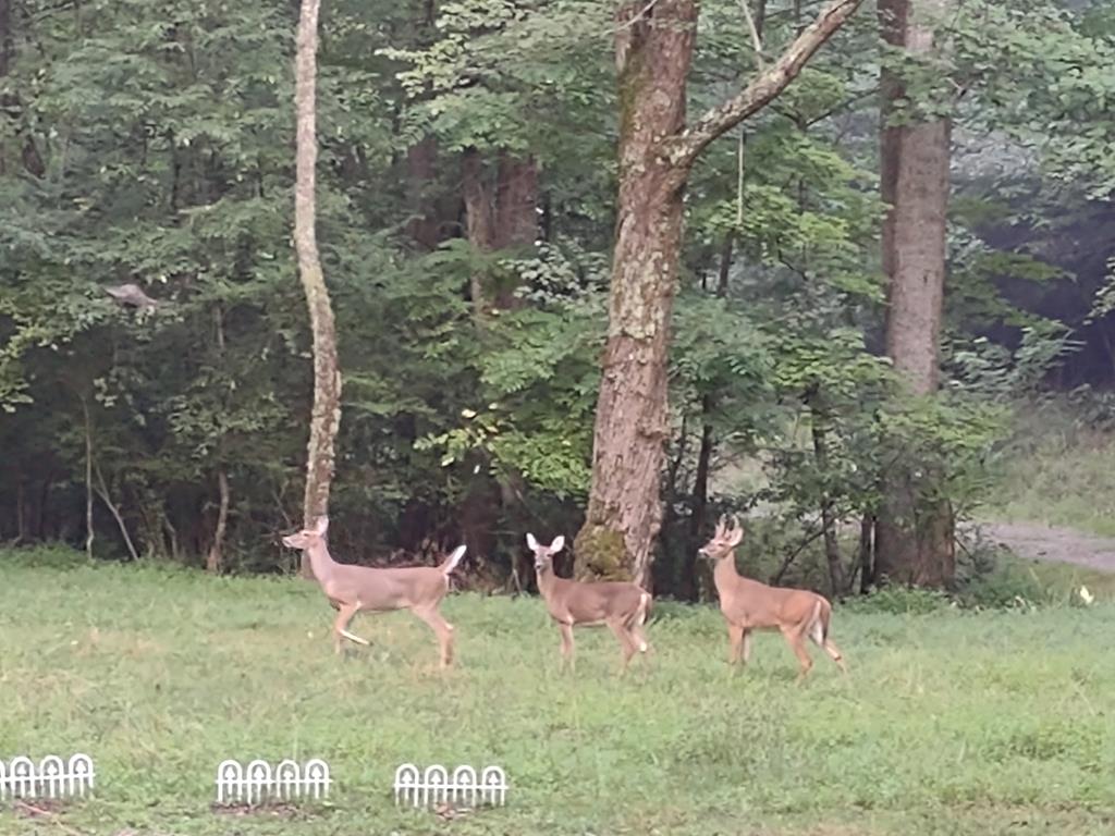 64 Timberline Road Murphy, NC 28906 - Photo 39 of 45 a view of a backyard with plants and a fountain