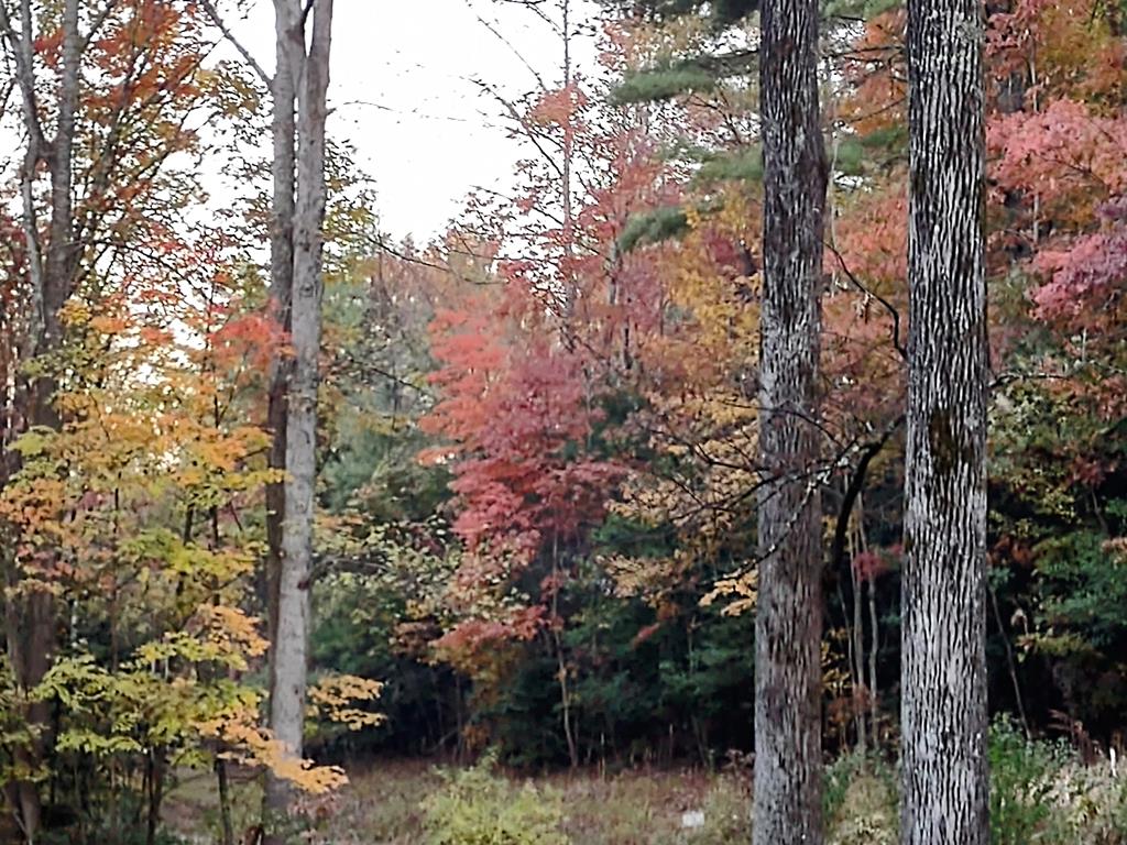64 Timberline Road Murphy, NC 28906 - Photo 41 of 45 a view of a forest filled with trees
