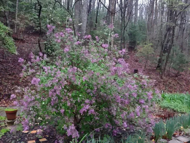 a bunch of flowers in a garden