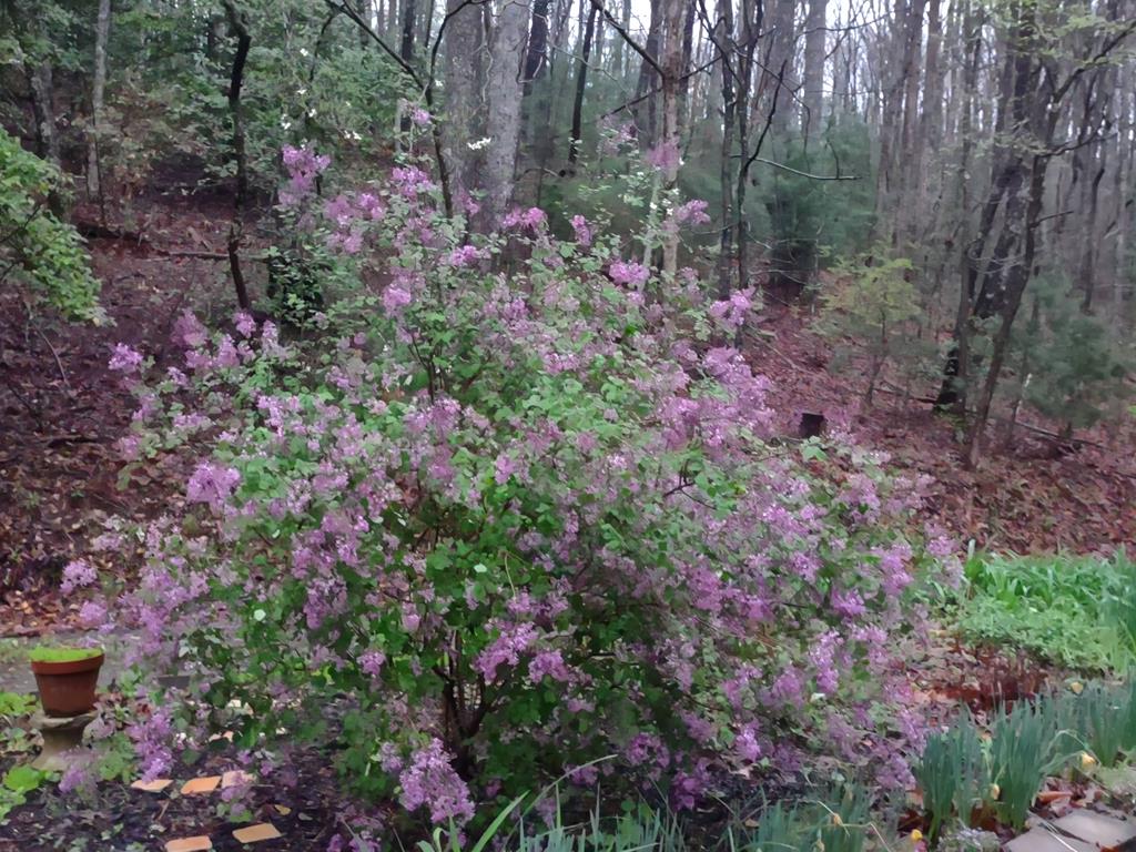 64 Timberline Road Murphy, NC 28906 - Photo 42 of 45 a view of statue in the garden