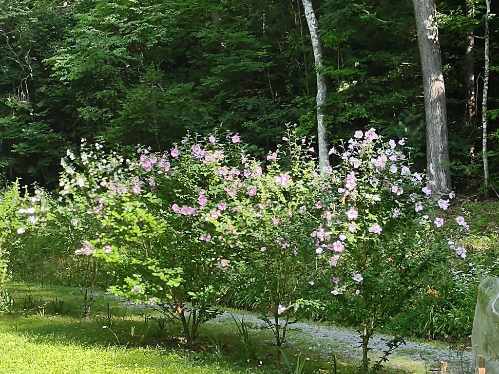 64 Timberline Road Murphy, NC 28906 - Photo 43 of 45 a view of a yard with plants