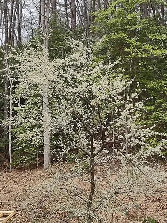 $289,000 | 64 Timberline Road, Murphy, NC 28906