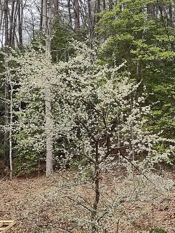 $299,000 | 64 Timberline Road, Murphy, NC 28906