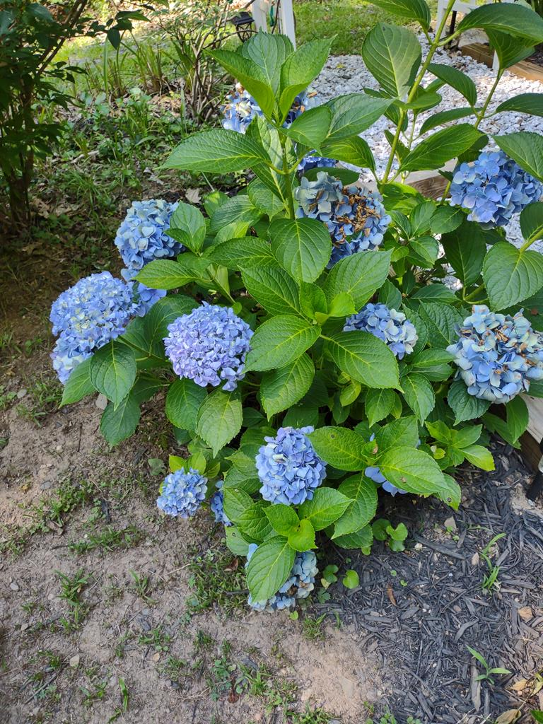 64 Timberline Road Murphy, NC 28906 - Photo 45 of 45 a bunch of flowers in a garden