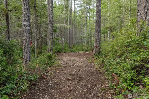a view of a forest with trees