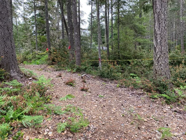 a view of a forest with trees