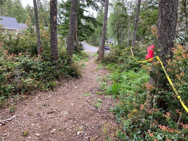 a view of a garden with large trees