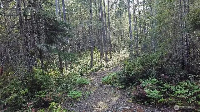 a view of a forest with trees and bushes