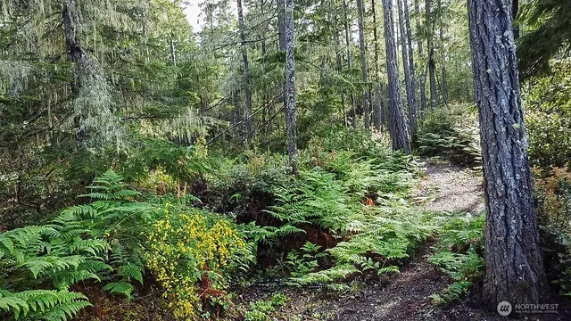 a view of a lush green forest