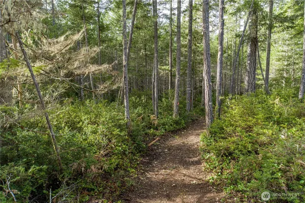 a view of a forest with trees and bushes