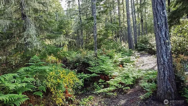 a view of a forest filled with trees